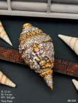 Divine Lord Ganesha Designer Conch Shell for Puja Decor